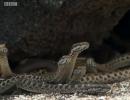 A video of dozens of hungry snakes chasing a lizard blew up the Internet; a lizard runs from snakes